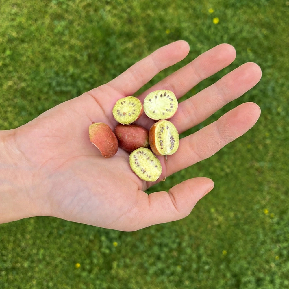 Gefriergetrocknete Kiwibeeren in einer Hand