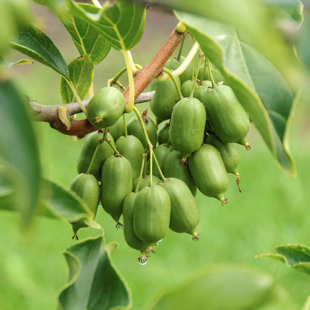 Kiwibeeren an der Kletterpflanze aus regionalem Anbau