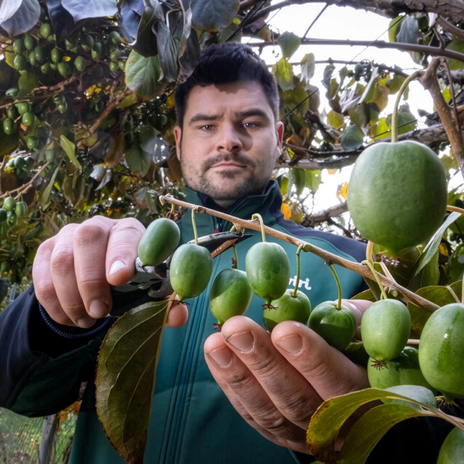 Landwirt Kiwiri bei der Ernte von Kiwibeeren an einem Strauch